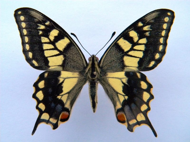 Papilio machaon (cold shock abb H) (Internet Image property of respective owner, non-commercial use only)